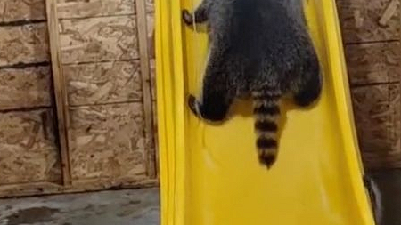 Raccoons on slider